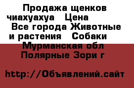 Продажа щенков чиахуахуа › Цена ­ 12 000 - Все города Животные и растения » Собаки   . Мурманская обл.,Полярные Зори г.